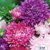 Aster Krallen Mixed