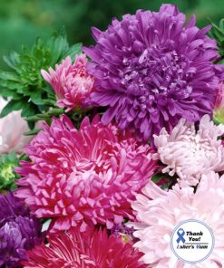 Aster Krallen Mixed