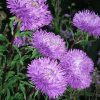 Aster Krallen Karthauser