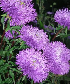 Aster Krallen Karthauser