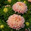 Aster Lady Coral Chamois