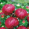 Aster Lady Coral Brilliant