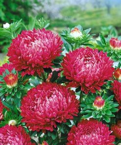 Aster Lady Coral Brilliant