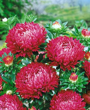 Aster Lady Coral Brilliant