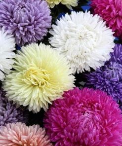 Aster Lady Coral Formula 0.2g