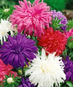 aster-ostrich-feather-mixed