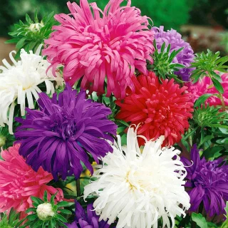 aster-ostrich-feather-mixed