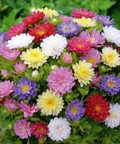 Aster Pinocchio Mixed