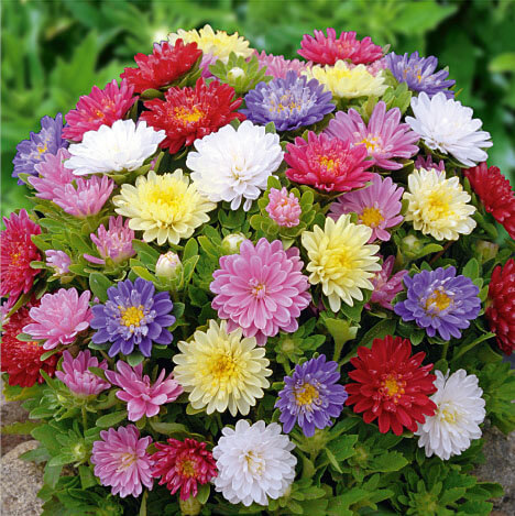 Aster Pinocchio Mixed