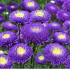 Aster Pompon Blue White
