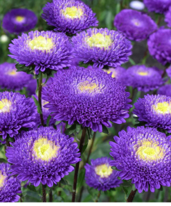 Aster Pompon Blue White