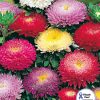Aster Pompon Mixed