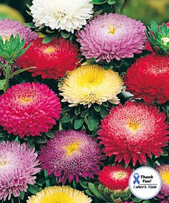 Aster Pompon Mixed