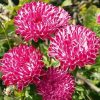 Aster Red Ribbon 0.2g