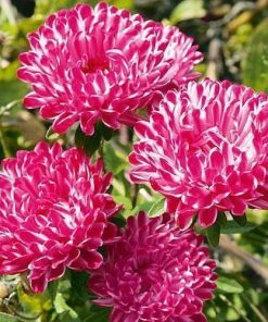 Aster Red Ribbon 0.2g