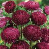 Aster Syringa Purple