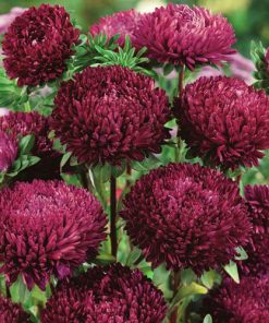 Aster Syringa Purple