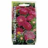aster-thousand-wonders-red