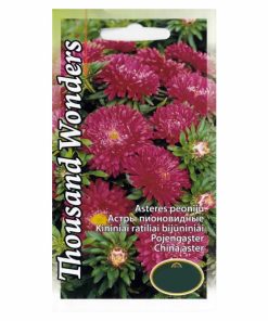 aster-thousand-wonders-red