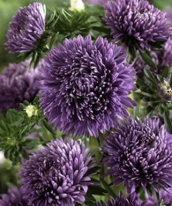 Aster Trobador Purple seeds 0.2g