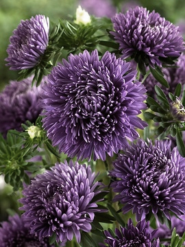 Aster Trobador Purple seeds 0.2g