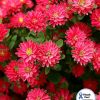 Aster Pompon Trobador red