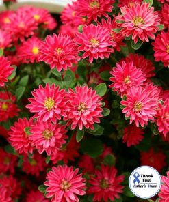 Aster Pompon Trobador red