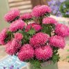 Aster Beautiful Day Rose