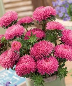 Aster Beautiful Day Rose
