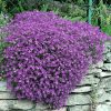 Aubrieta Cascade Purple