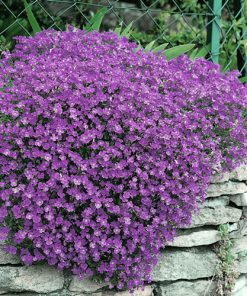 Aubrieta Cascade Purple