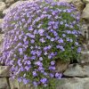 aubrieta-gracea