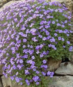 aubrieta-gracea