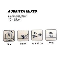 Alternative view of Aubrieta Mixed