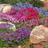 Aubrieta Mixed