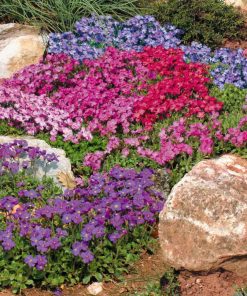 Aubrieta Mixed