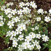 Gypsophila Seeds Baby's Breath White