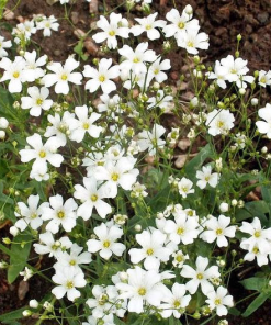 Gypsophila Seeds Baby's Breath White