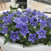 Balloon Flower Blue