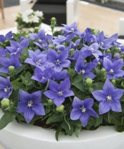Balloon Flower Blue