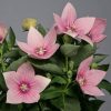 balloon-flower-pink