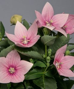 balloon-flower-pink