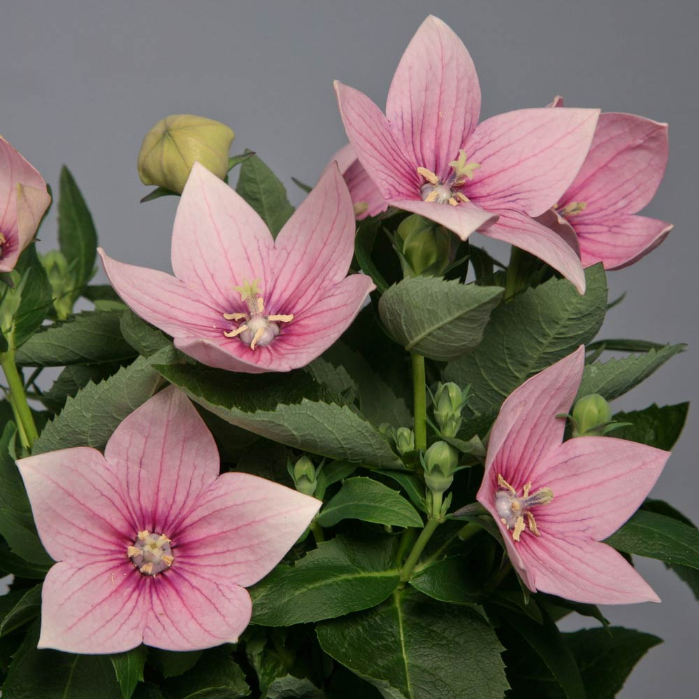 balloon-flower-pink