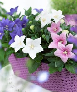 white balloon flower
