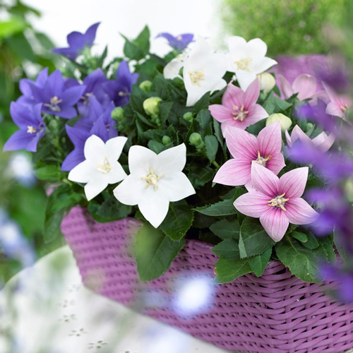 white balloon flower