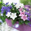 Balloon Flower White