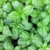 basil-genovese
