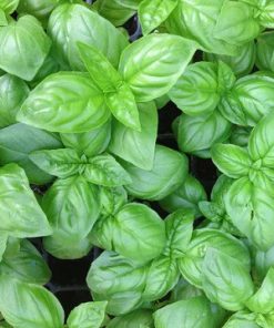 basil-genovese