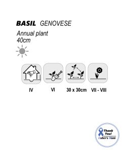 Alternative view of Basil Genovese seeds 1g