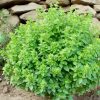 basil-minette